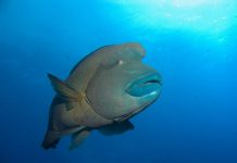 Рыба-наполеон: зачем она «носит» треуголку?