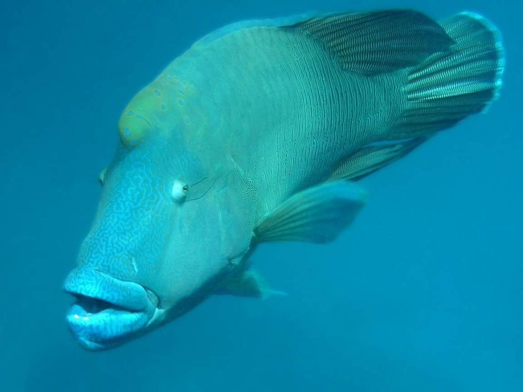 Вид Cheilinus undulatus самый большой среди губанов.