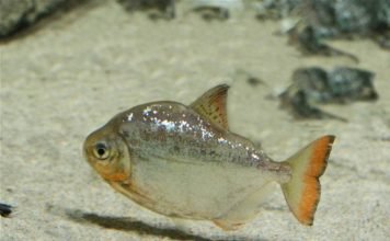 Рыбы-монетки — живой «подводный клад»