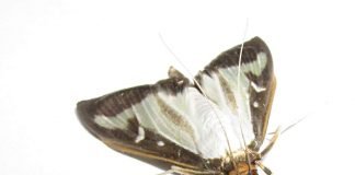 Самшитовая огневка – опасный вредитель, проникший на Кубань