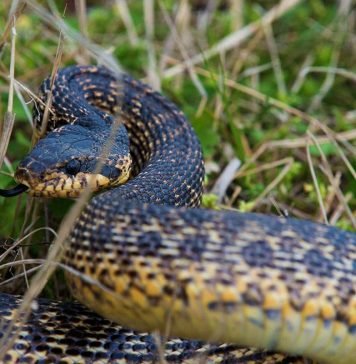Сарматский полоз: жизнь в природе и в террариуме