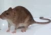 Серая крыса, или пасюк: фото, описание животного