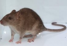 Серая крыса, или пасюк: фото, описание животного