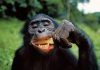 Доказаны кулинарные способности шимпанзе
