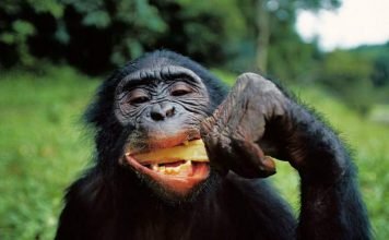 Доказаны кулинарные способности шимпанзе