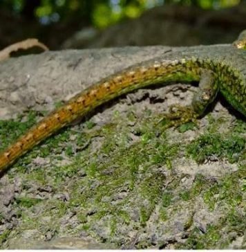 Скальные ящерицы и их жизнь в террариумах