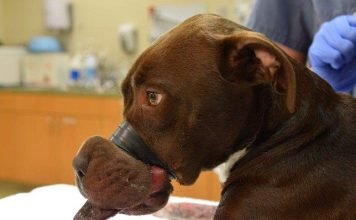 Спасли собаку, пасть которой была длительное время обмотана изолентой