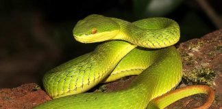 Содержание древесных змей куфий в террариуме