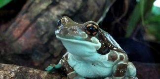 Жабовидная квакша: как содержать ее дома?