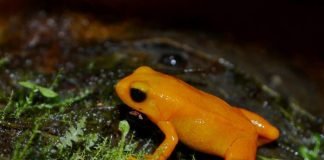 Содержание золотистой мантеллы в террариуме