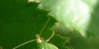 Дубовая листовертка — зеленая. Среда обитания и образ жизни.