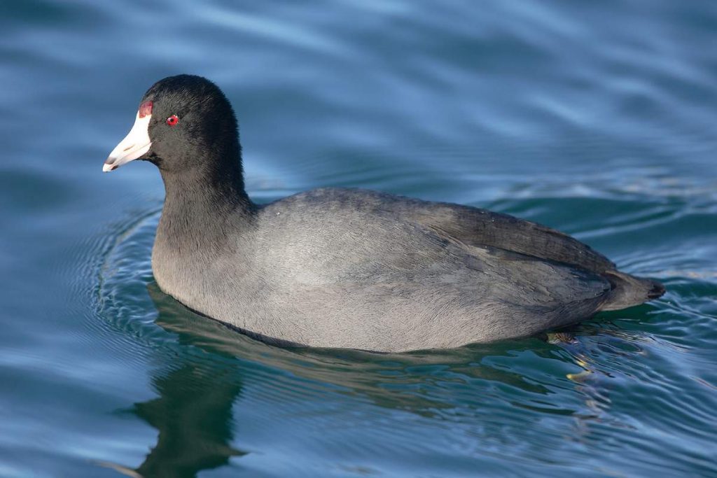 Американская лысуха (Fulica americana).