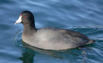 Американская лысуха. Фото лысухи, описание