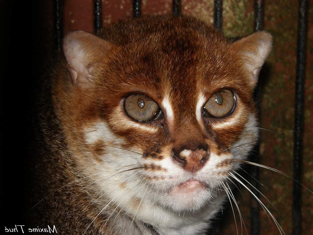 Внешний вид мордочки кошки напоминает обезьянку лори.