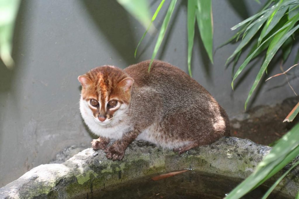 Суматранская кошка (Prionailurus planiceps).