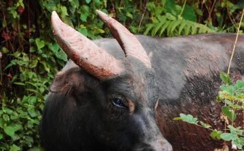 Тамарау или филиппинский буйвол