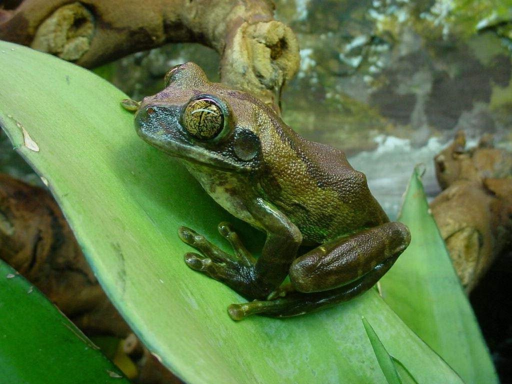 Танзанийская древесница (Leptopelis vermiculatus).