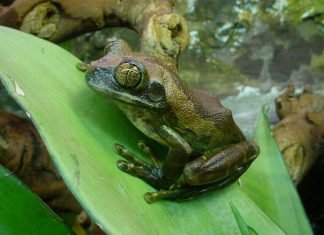 Танзанийская древесница – крупная африканская лягушка