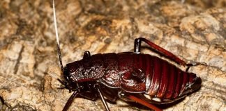 Тараканы и их жизнь через призму искусства