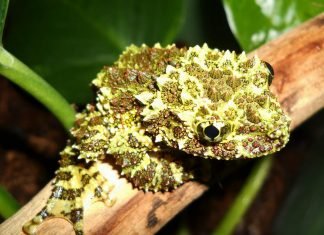 Телодермы — маленькие дупляные лягушки