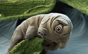 Тихоходка (водяной медведь)