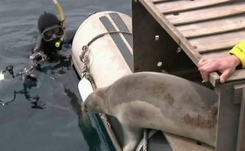 Во Владивостоке три тюленя обрели свободу