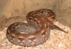 Удав Дюмериля и земляной удав – самые ласковые питомцы