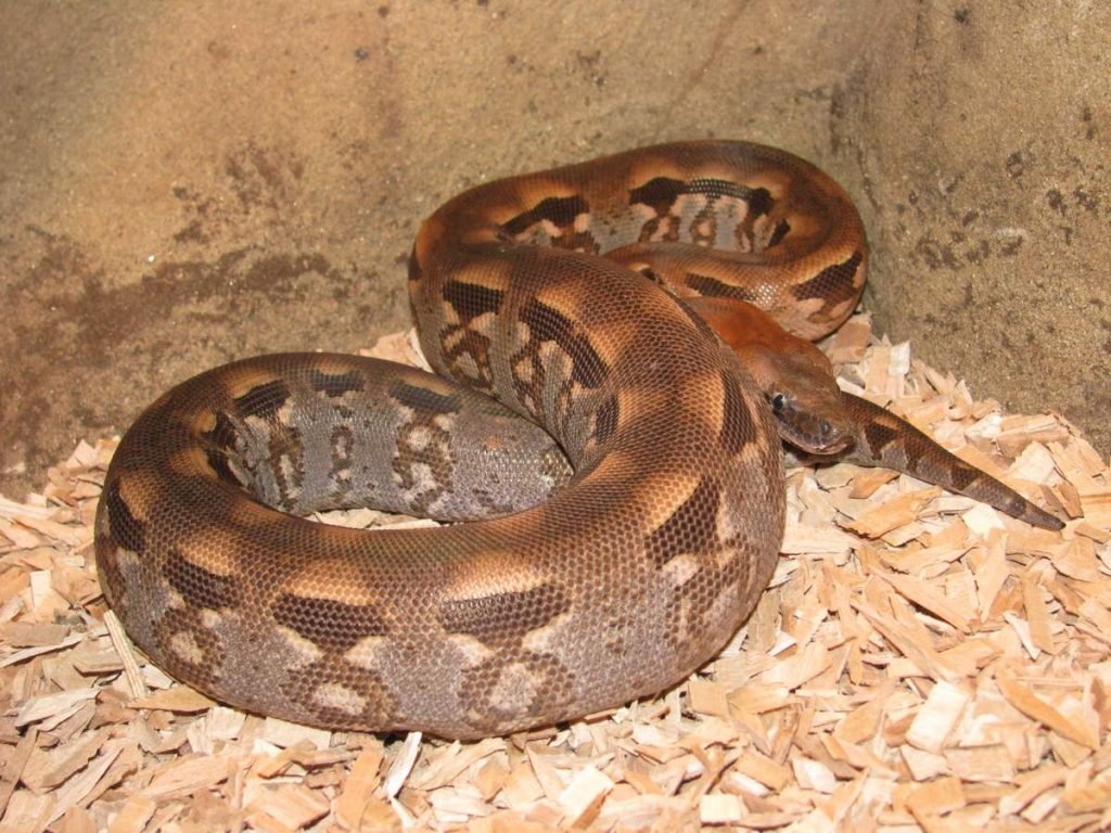 Мадагаскарский земляной удав (Acrantophis madagascariensis).