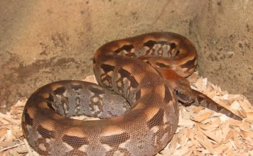 Удав Дюмериля и земляной удав – самые ласковые питомцы