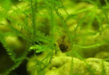 Улитки: польза и вред от них в аквариумах