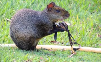В Бразилии спаси сотню агути