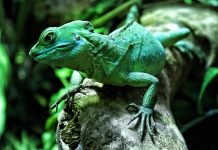 Василиск – сказочное существо или реальное животное?