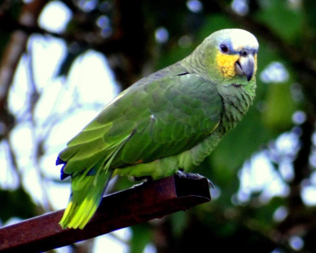 Венесуэльский амазон (Amazona amazonica).