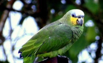 Венесуэльский амазон — экзотичный, но заботливый родитель
