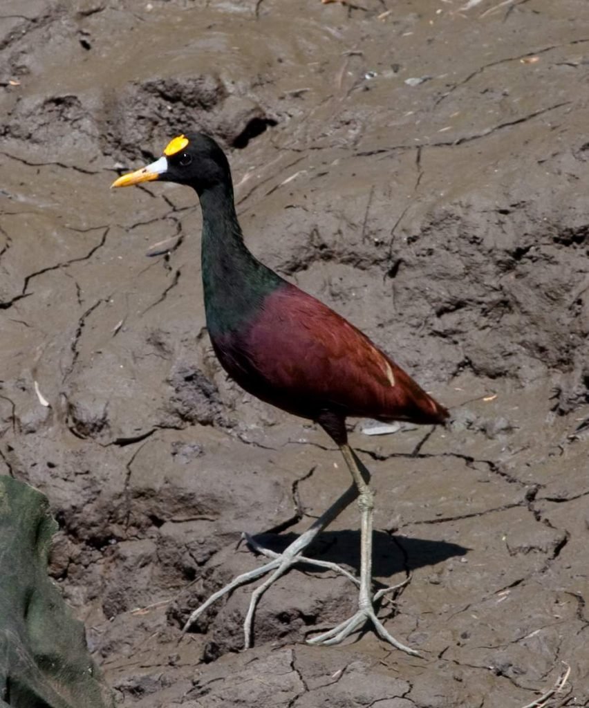 Якана американская (Jacana spinosa).