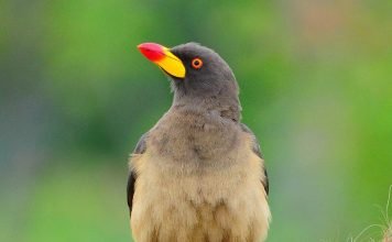 Волоклюи – санитары саванн