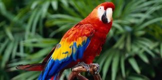 Выбираем крупного попугая