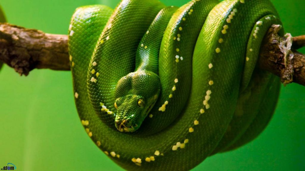 Morelia viridis