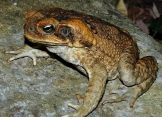 Тростниковая жаба — ядовита? Описание, фото жабы