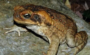 Тростниковая жаба — ядовита? Описание, фото жабы