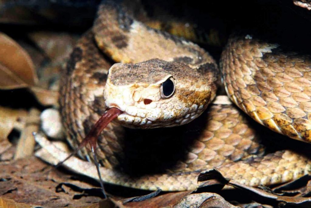 Обыкновенная жарарака (Bothrops jararaca).