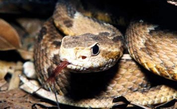 Жарарака — опасная змея — источник лекарственного яда