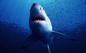 В Австралии акула серьезно ранила 52-летнего мужчину