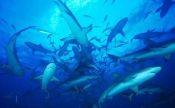 Акулам грозит исчезновение по вине человека