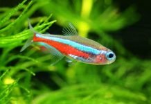 Рыбки неоны — содержание, уход