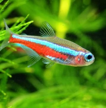 Рыбки неоны — содержание, уход