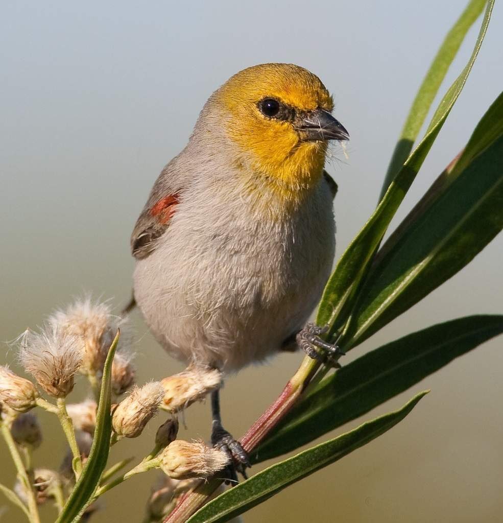 Американский ремез (Auriparus flaviceps).