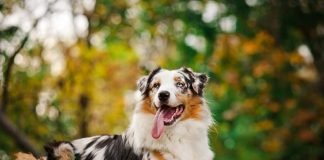 Австралийская овчарка — совсем не из Австралии