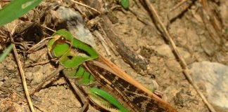 Азиатская саранча – вредитель различных видов растений