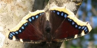 Траурница – красивая бабочка с печальным названием